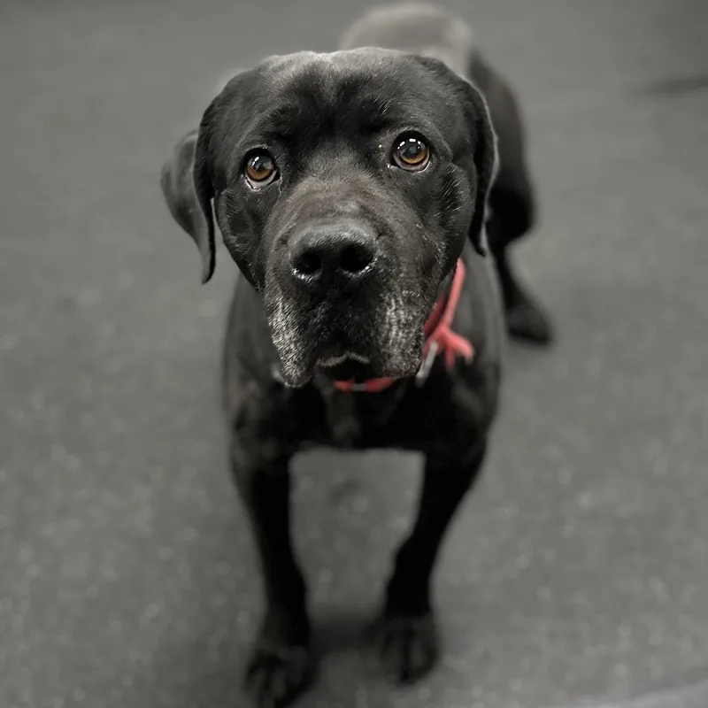 Phantom+ thumbnail 2