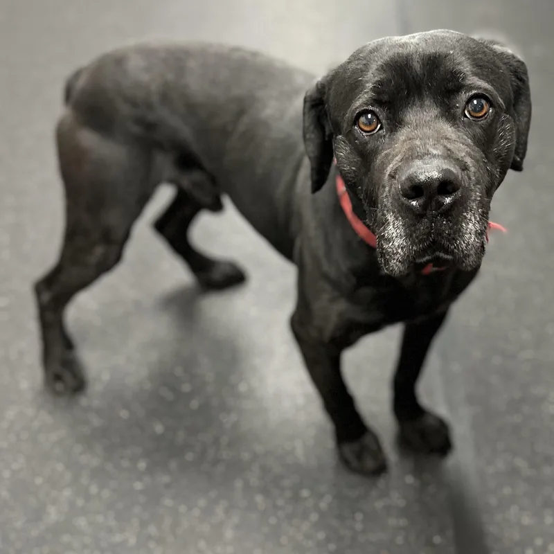 Phantom+ thumbnail 3