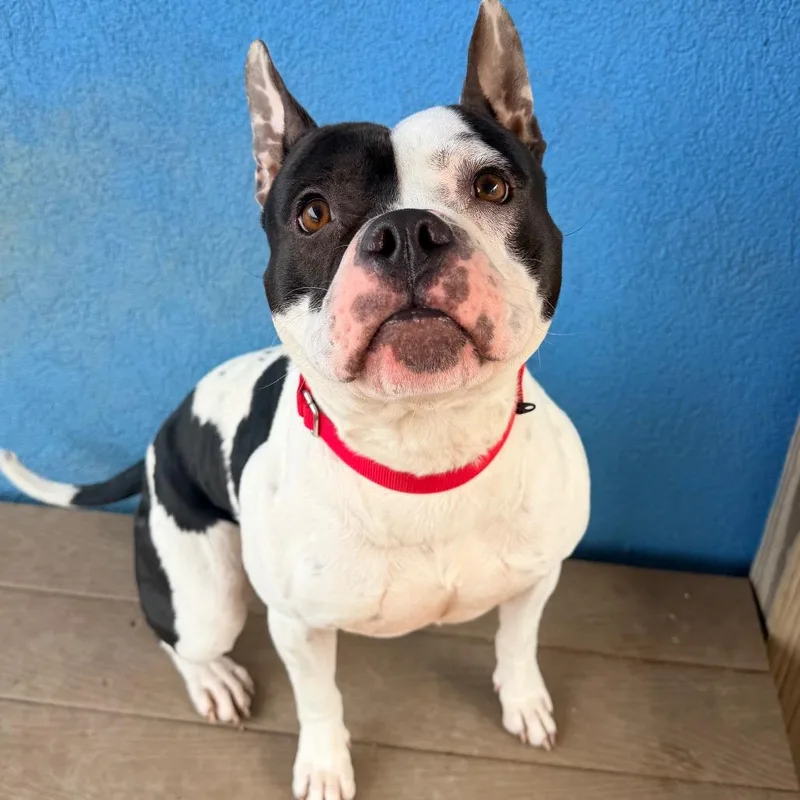 Happy Feet thumbnail 3