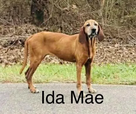 Ida Mae thumbnail 4