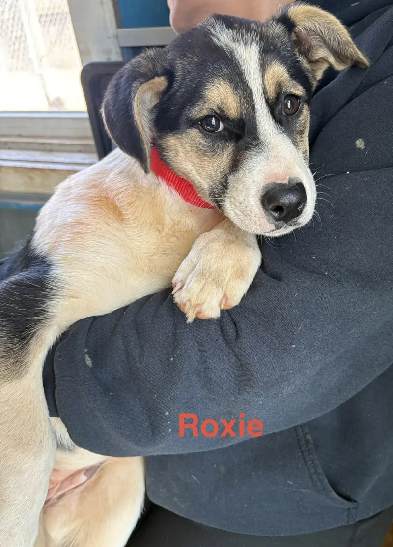 Roxie thumbnail 2