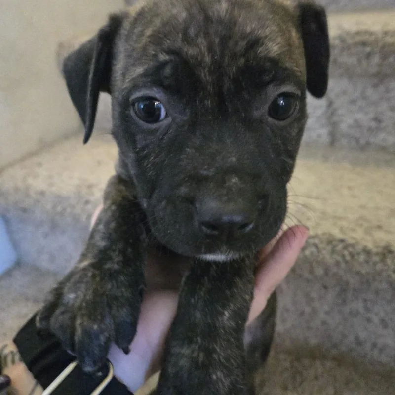 Pibble Aka Pepper thumbnail 2