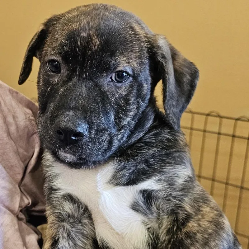 Pibble Aka Pepper thumbnail 3