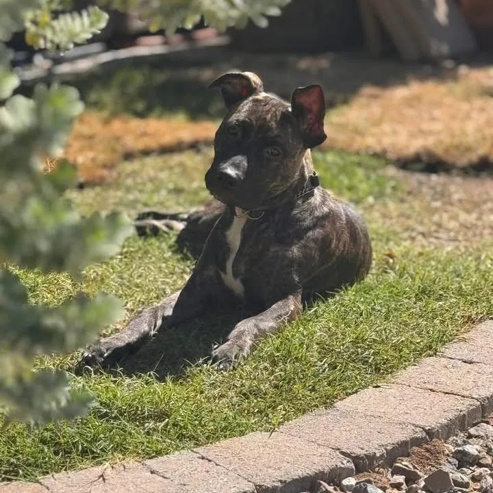 Pibble Aka Pepper thumbnail 4