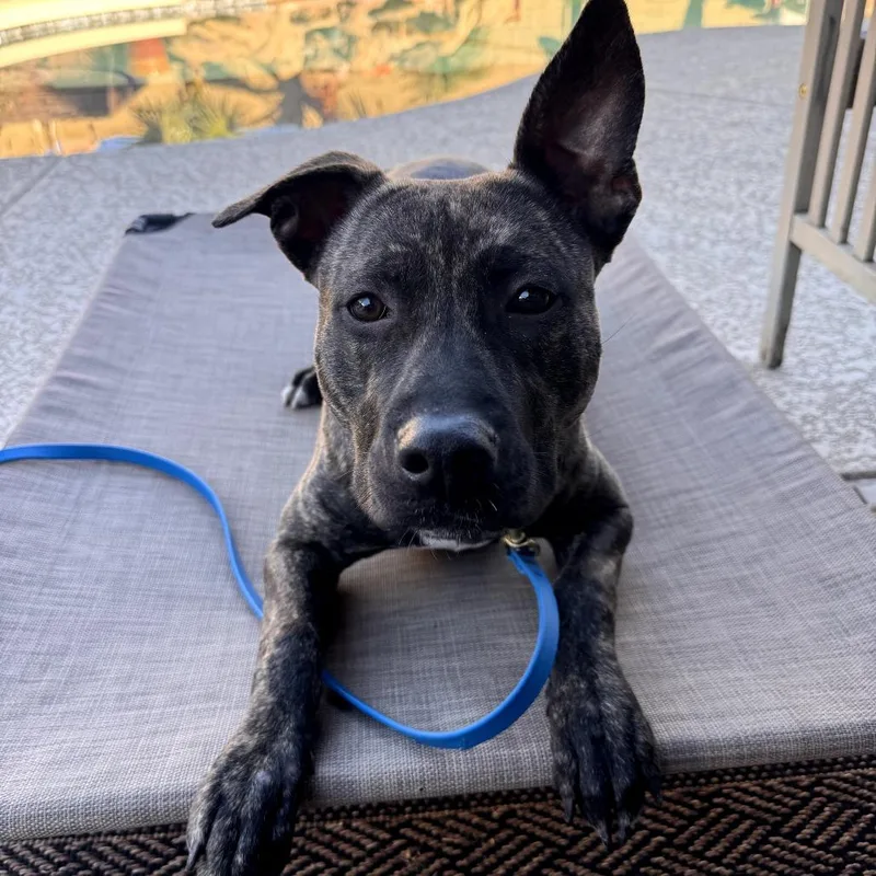 Pibble Aka Pepper thumbnail 5