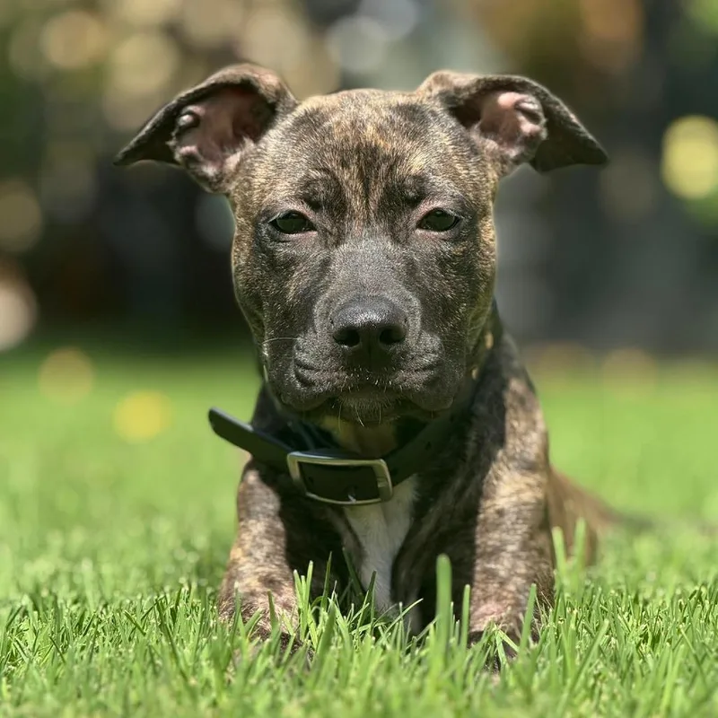 Pibble Aka Pepper thumbnail 6