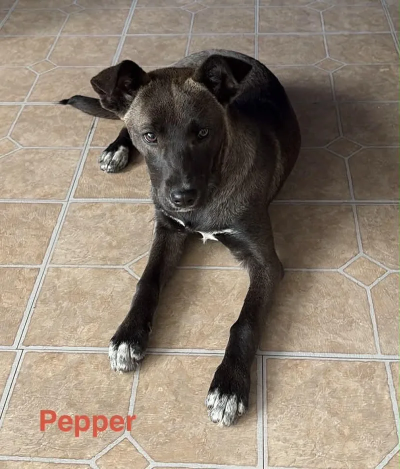 Pepper thumbnail 2