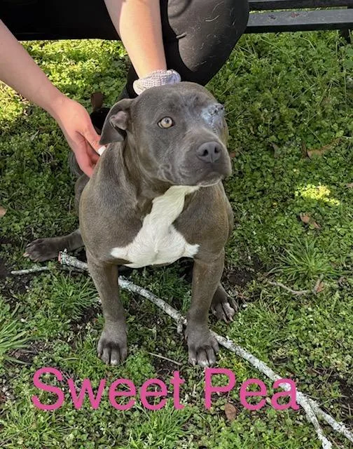 Sweet Pea thumbnail 2