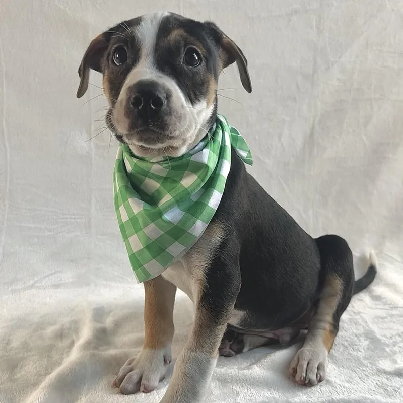 Broccoli thumbnail 2