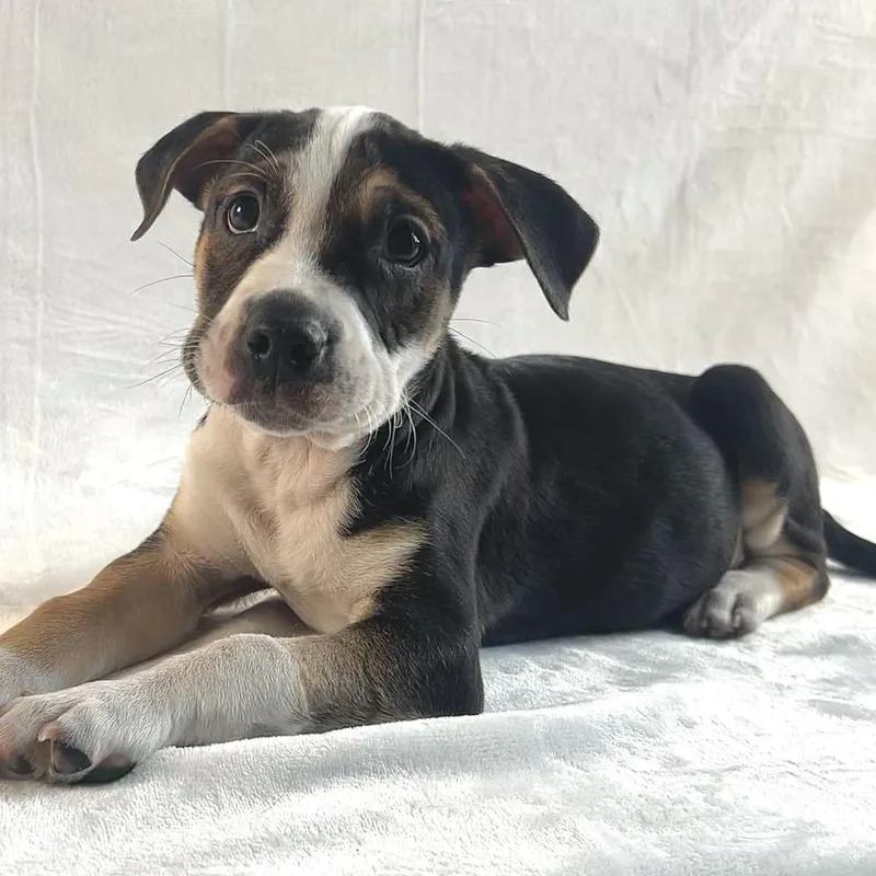 Broccoli thumbnail 3