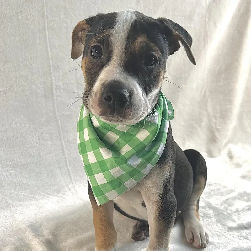 Broccoli thumbnail 4