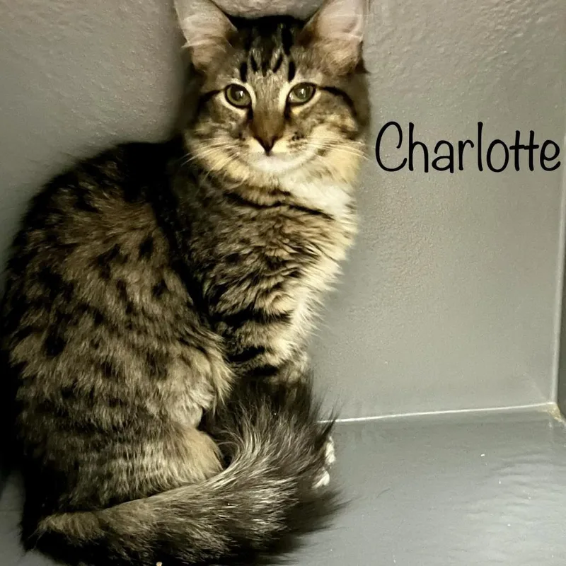 Charlotte thumbnail 2