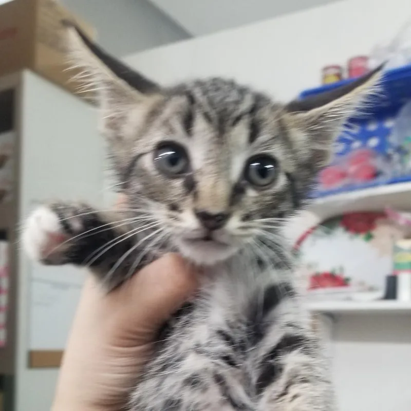 Charlotte thumbnail 3