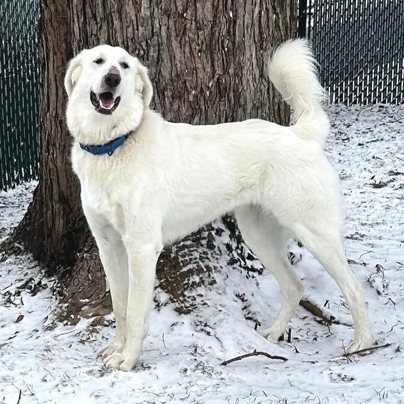 Rosie The Riveter thumbnail 2