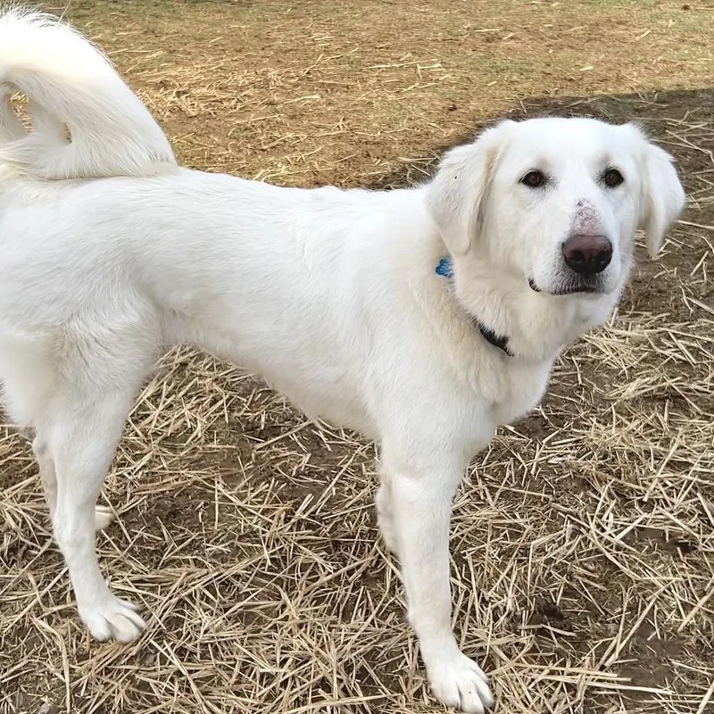 Rosie The Riveter thumbnail 3