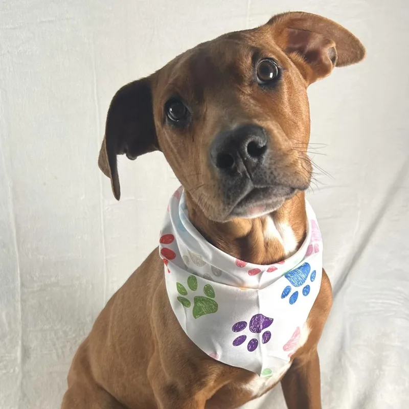 Russell Stover thumbnail 2