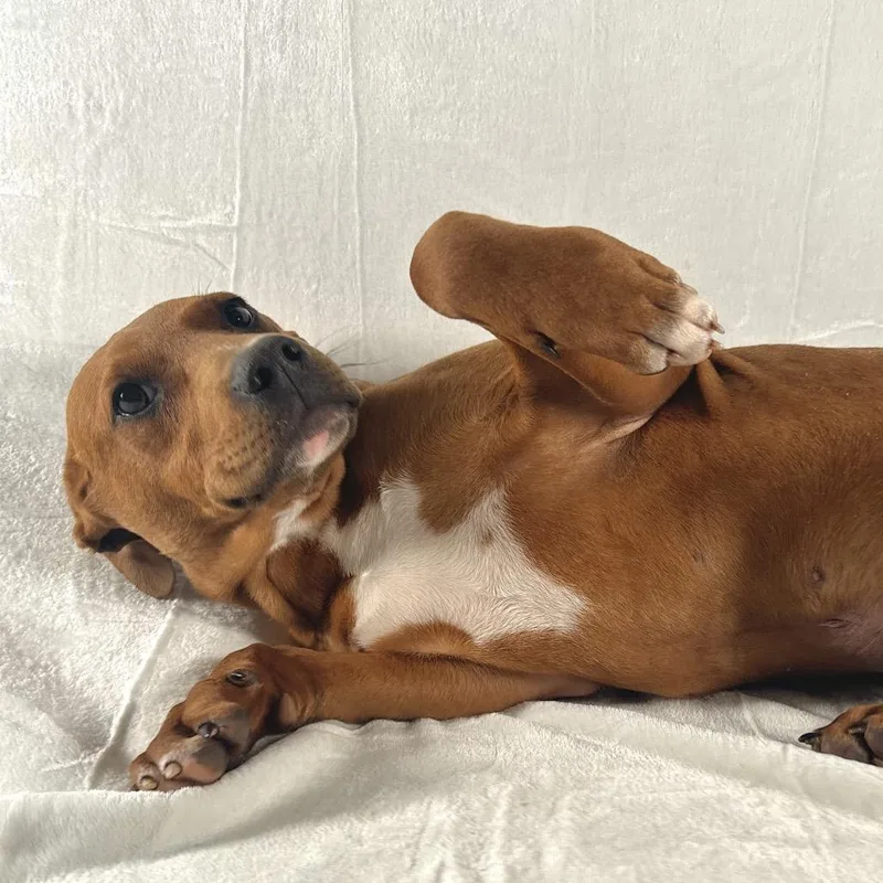 Russell Stover thumbnail 3