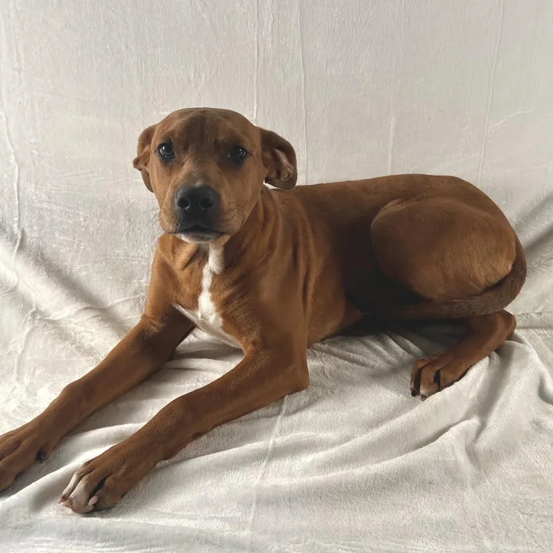 Russell Stover thumbnail 4