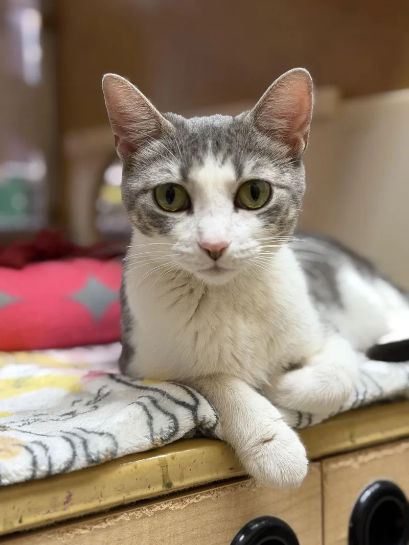 Ursa Major thumbnail 2