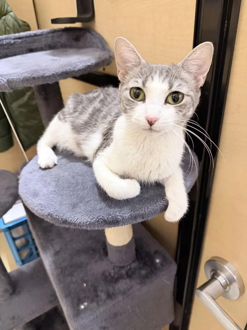 Ursa Major thumbnail 3