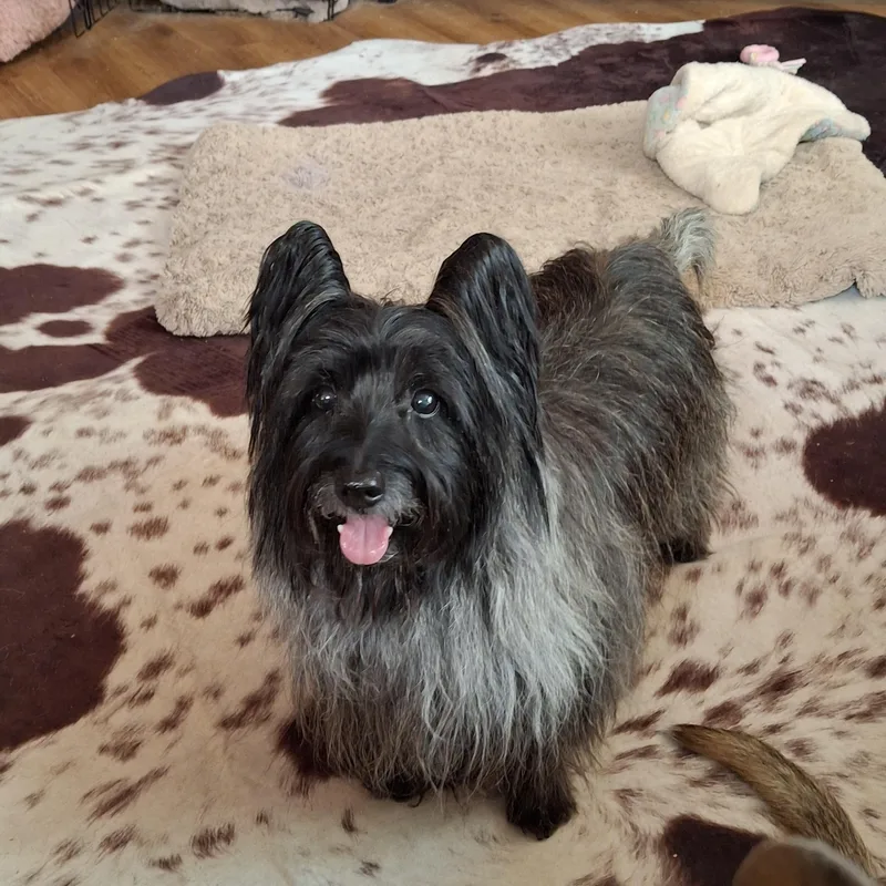 Artful Dodger thumbnail 2