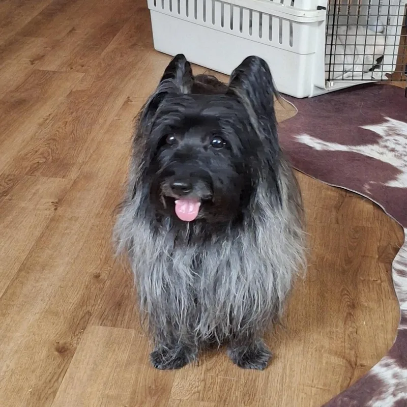 Artful Dodger thumbnail 3