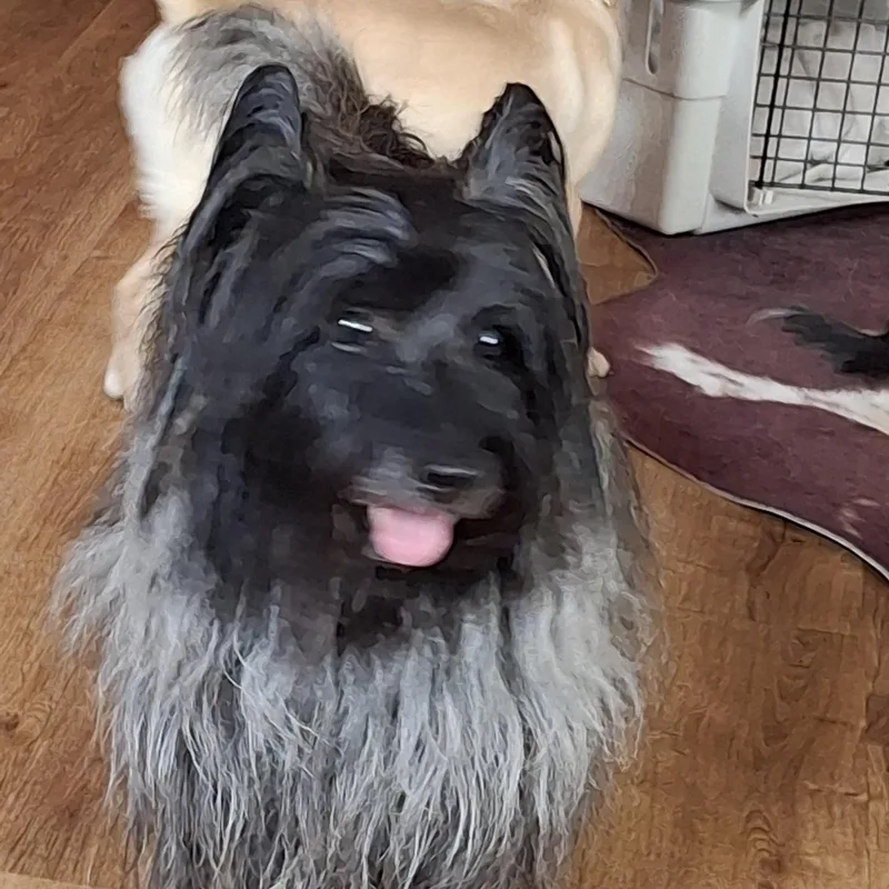 Artful Dodger thumbnail 4