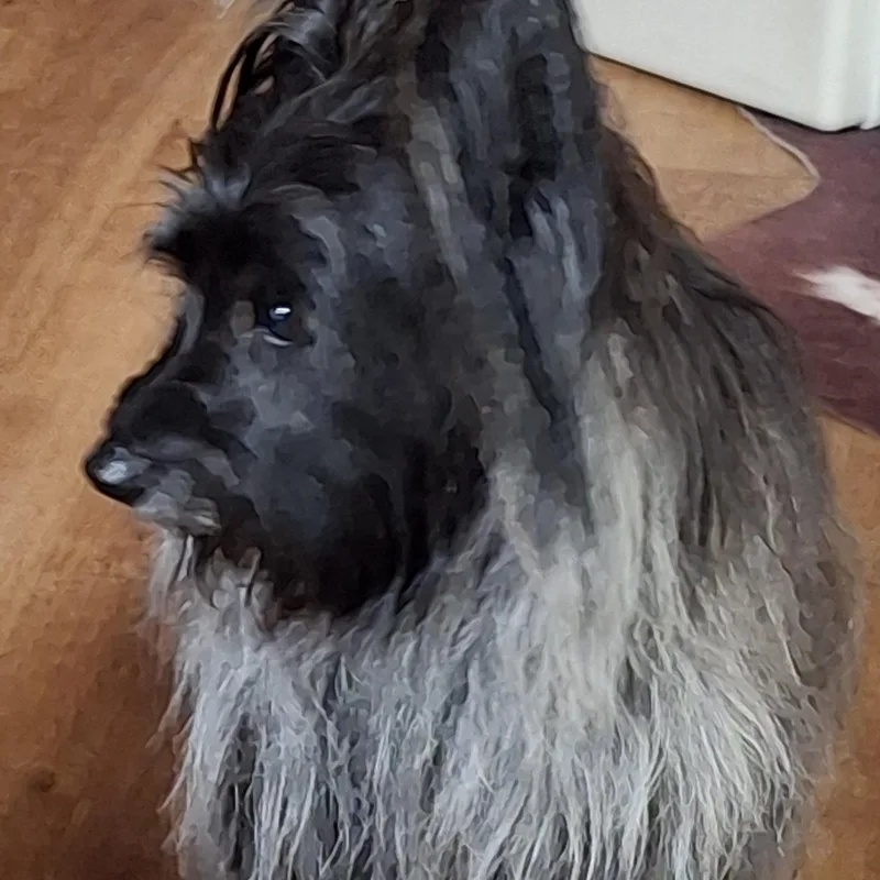 Artful Dodger thumbnail 5