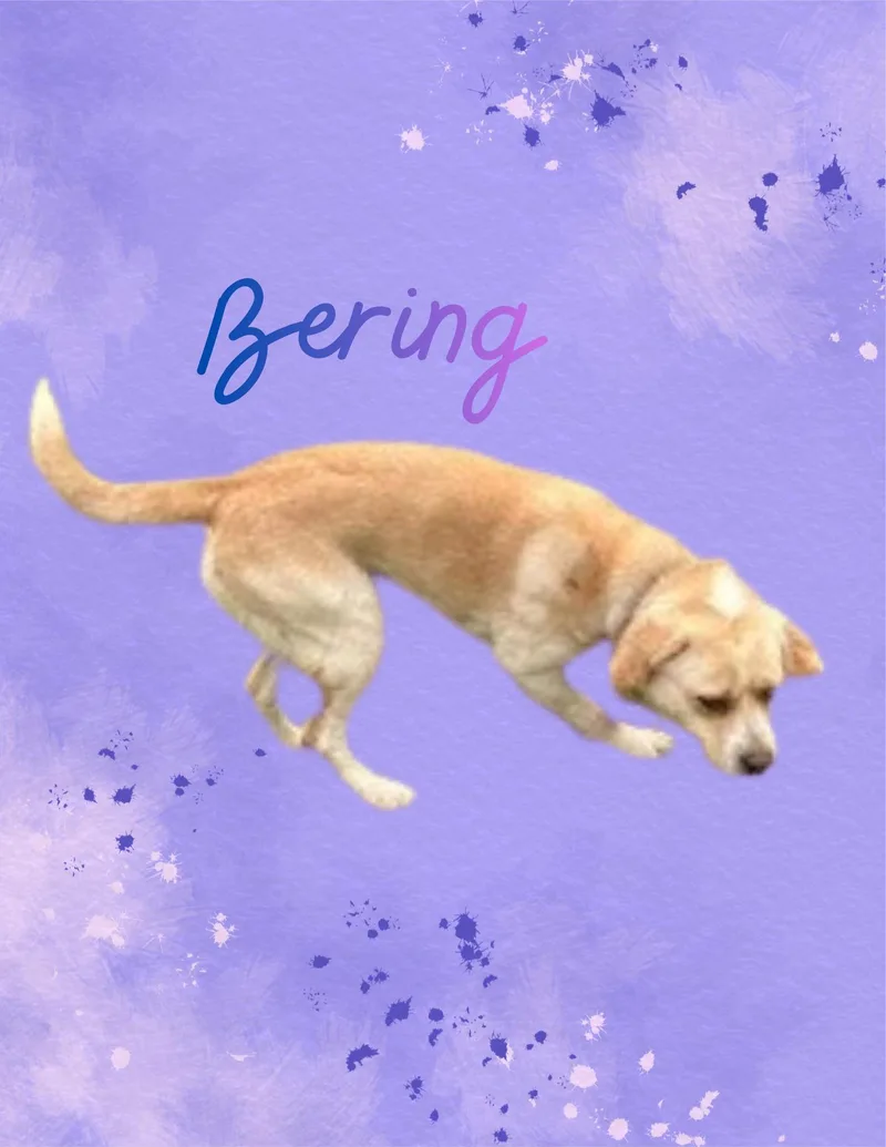 Bering