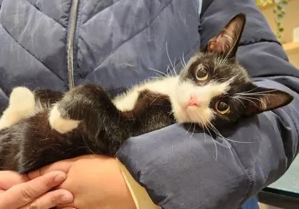 Kilimanjaro thumbnail 2