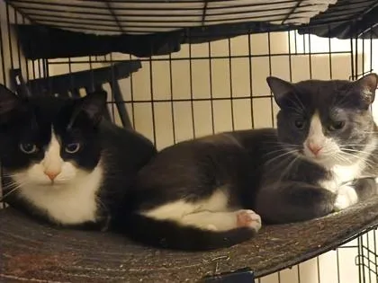 Kilimanjaro thumbnail 3