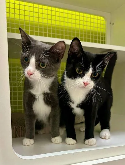 Kilimanjaro thumbnail 4