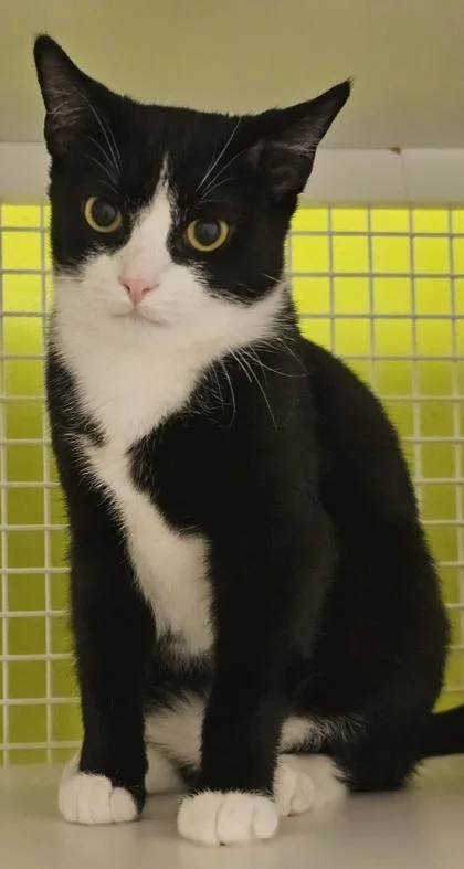 Kilimanjaro thumbnail 5