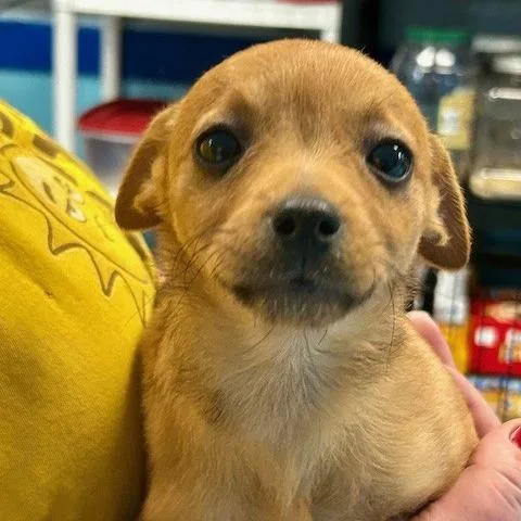 Chandler thumbnail 2