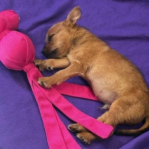 Chandler thumbnail 3