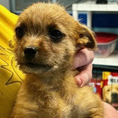 Chandler thumbnail 4