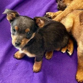 Chandler thumbnail 5