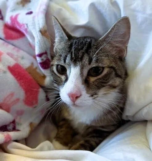 Little John thumbnail 2