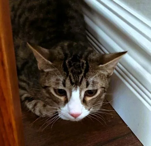 Little John thumbnail 3