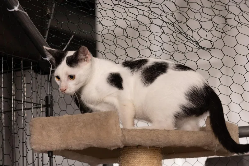 Cow Featured At The thumbnail 2