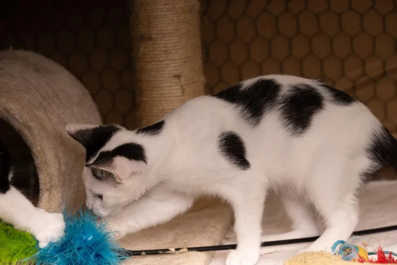 Cow Featured At The thumbnail 3