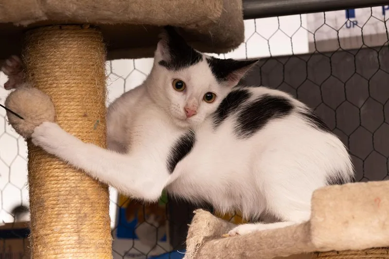 Cow Featured At The thumbnail 4