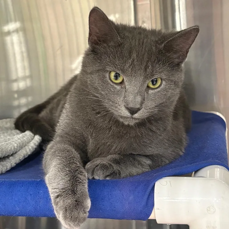 Cinnamon Bun thumbnail 2