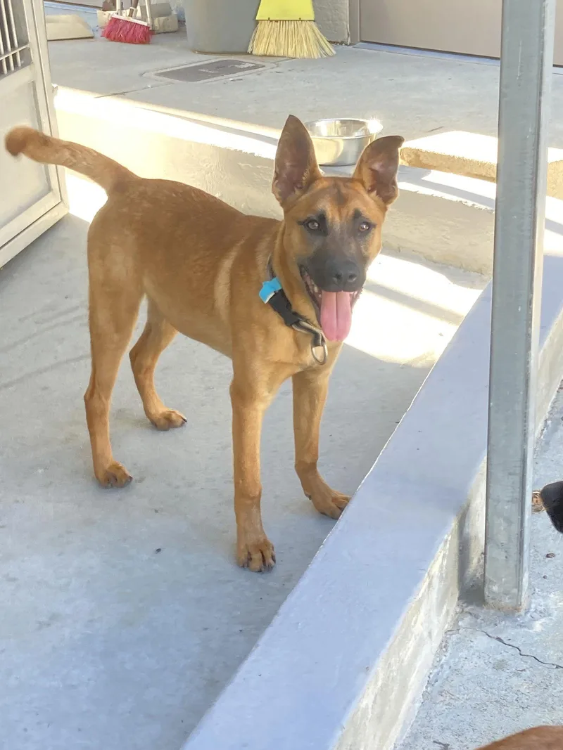 Valentino thumbnail 2