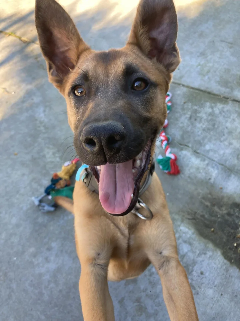 Valentino thumbnail 3