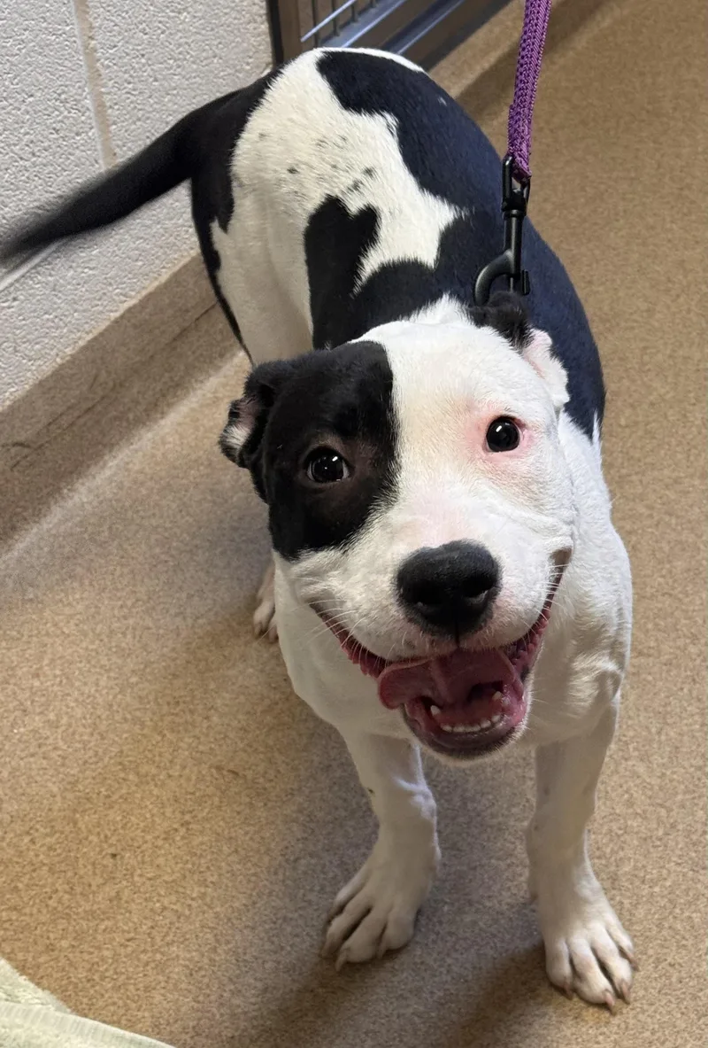 Missy Breed Experience Required thumbnail 2