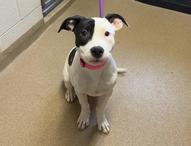 Missy Breed Experience Required thumbnail 3