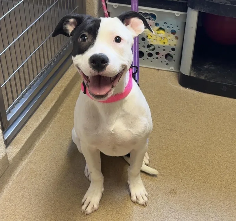 Missy Breed Experience Required thumbnail 4