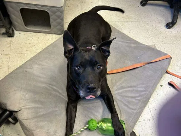 Cairo Leon thumbnail 2