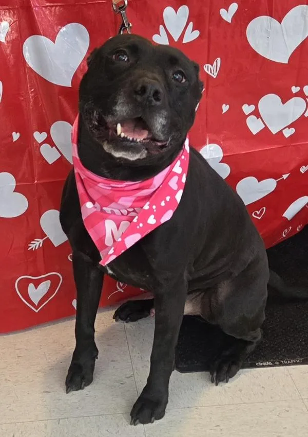 Cairo Leon thumbnail 5